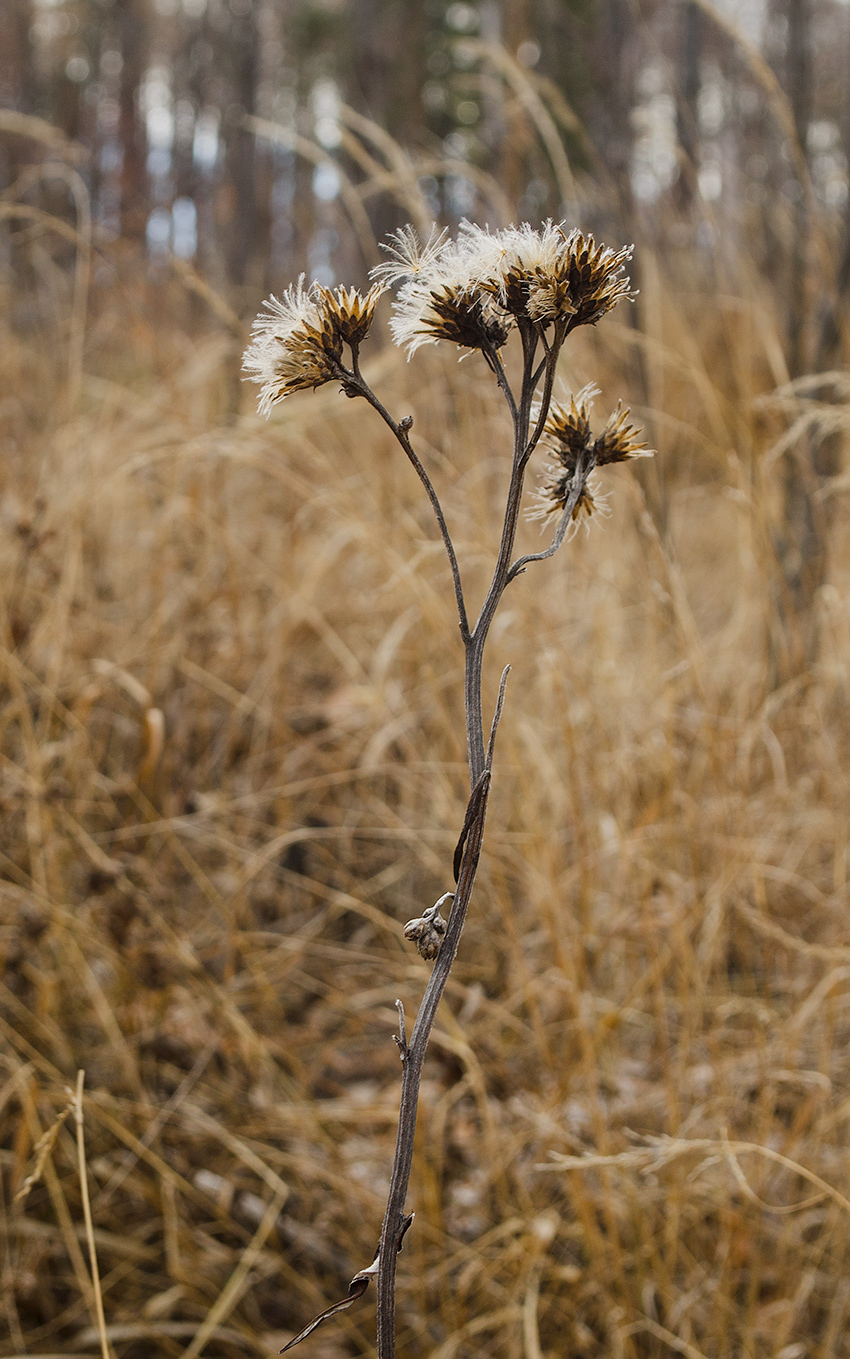 Image of Saussurea controversa specimen.