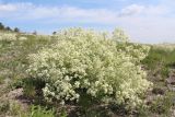 Crambe tataria