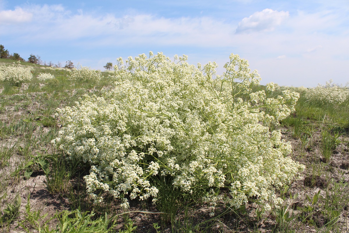 Изображение особи Crambe tataria.