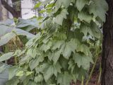 Dioscorea nipponica. Часть вегетирующего растения. Москва, Аптекарский огород, теневой сад, в культуре. 03.09.2021.