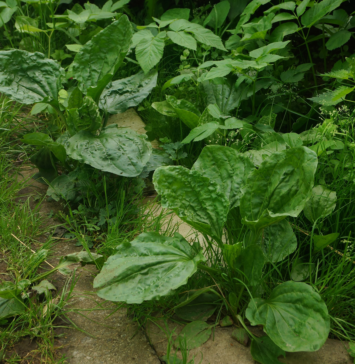 Изображение особи Plantago major.