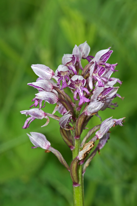 Изображение особи Orchis militaris.