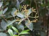 Viburnum tinus. Незрелое соплодие. Краснодарский край, г. Сочи, парк \"Дендрарий\", невдалеке от южного входа в парк, в культуре. 11.05.2021.