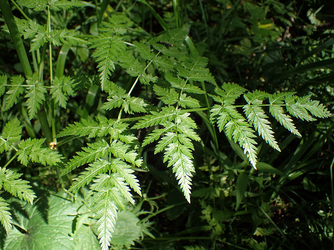 Image of Anthriscus sylvestris specimen.