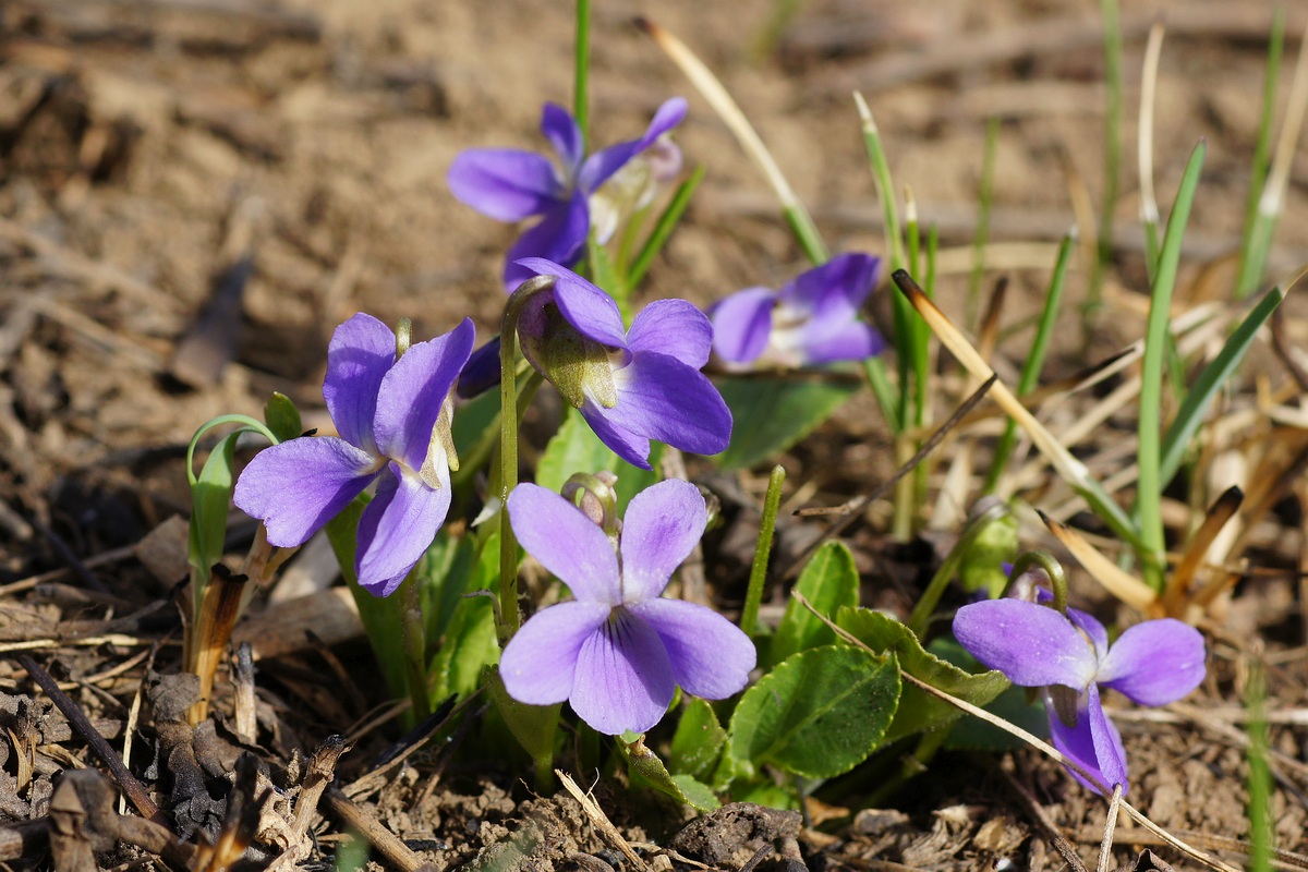 Изображение особи Viola ambigua.