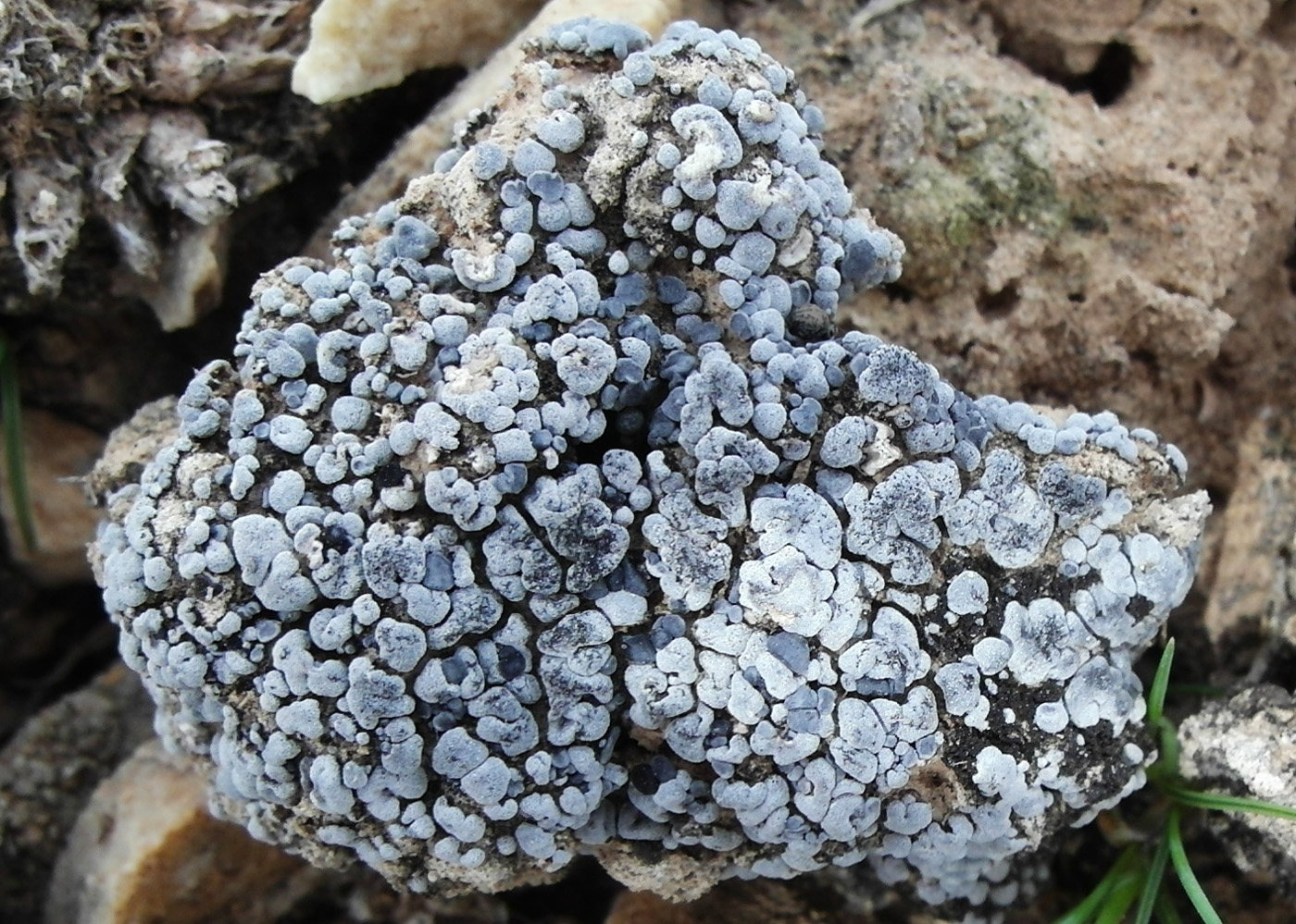 Image of Toninia sedifolia specimen.
