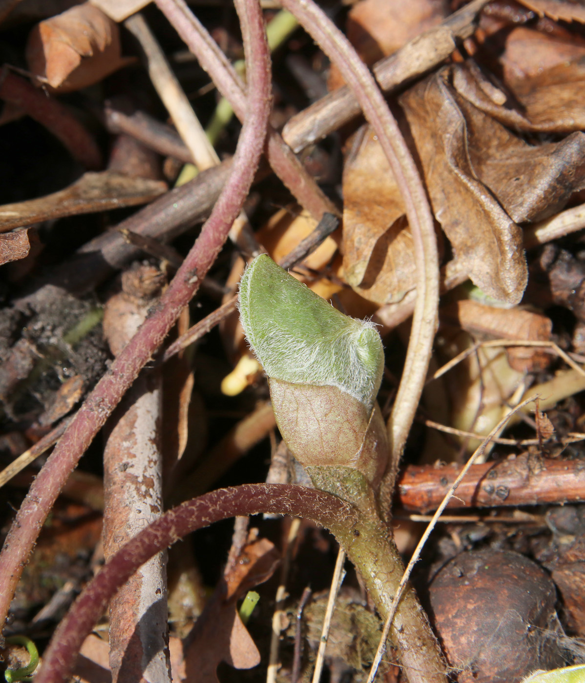 Image of Asarum europaeum specimen.