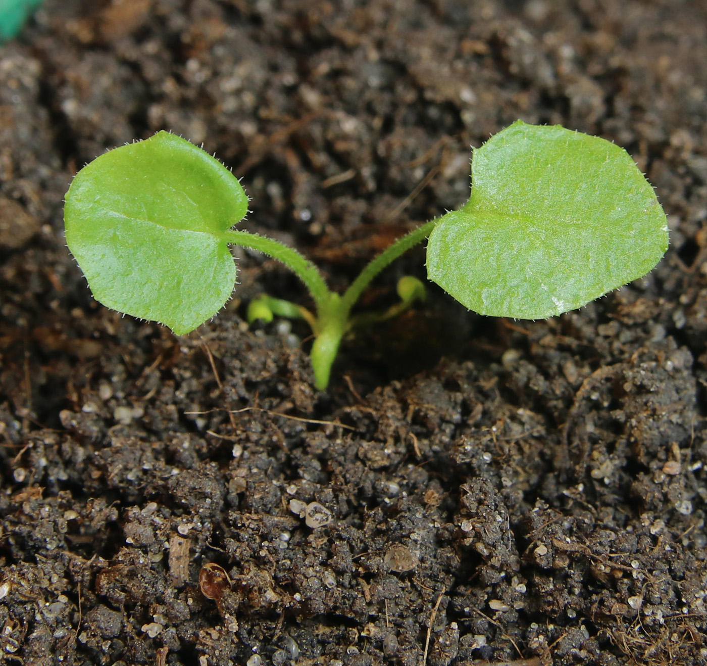 Image of Doronicum orientale specimen.