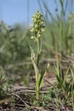 Dactylorhiza viridis. Цветущее растение. Крым, Тырке яйла, луговина на склоне. 05.06.2022.