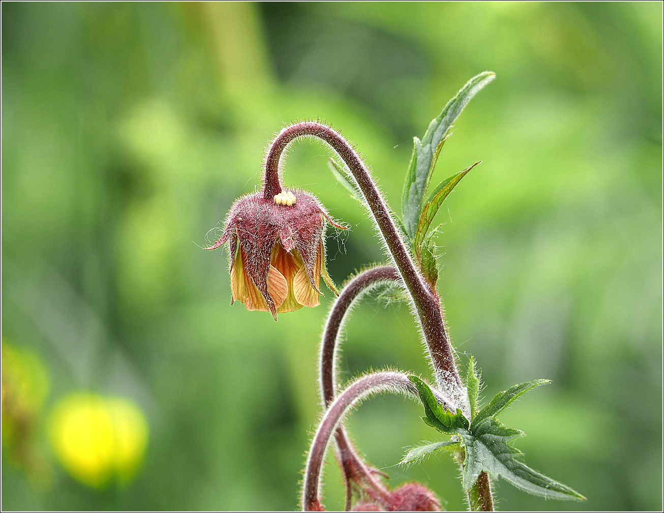 Изображение особи Geum rivale.