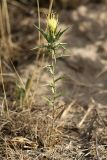 Carthamus lanatus. Цветущее растение. Южный Казахстан, нижний Боролдай, 2 км выше пос. Коктюбе. 23.06.2010.