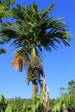 Areca catechu