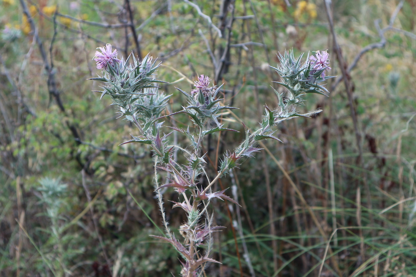 Image of Carthamus glaucus specimen.