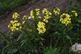 Erysimum ibericum