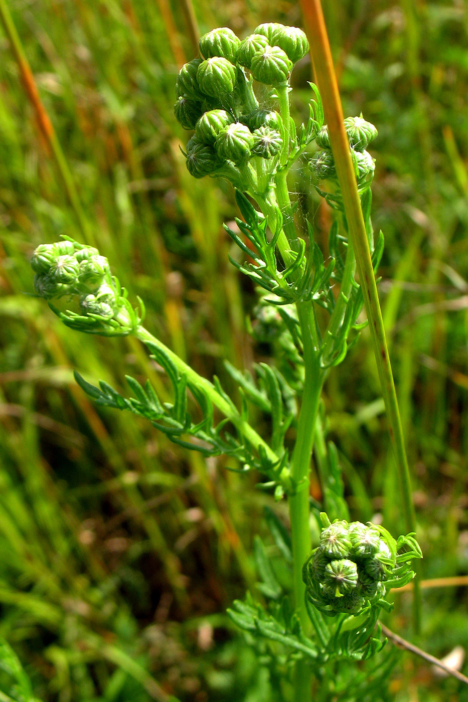 Изображение особи Senecio erucifolius.
