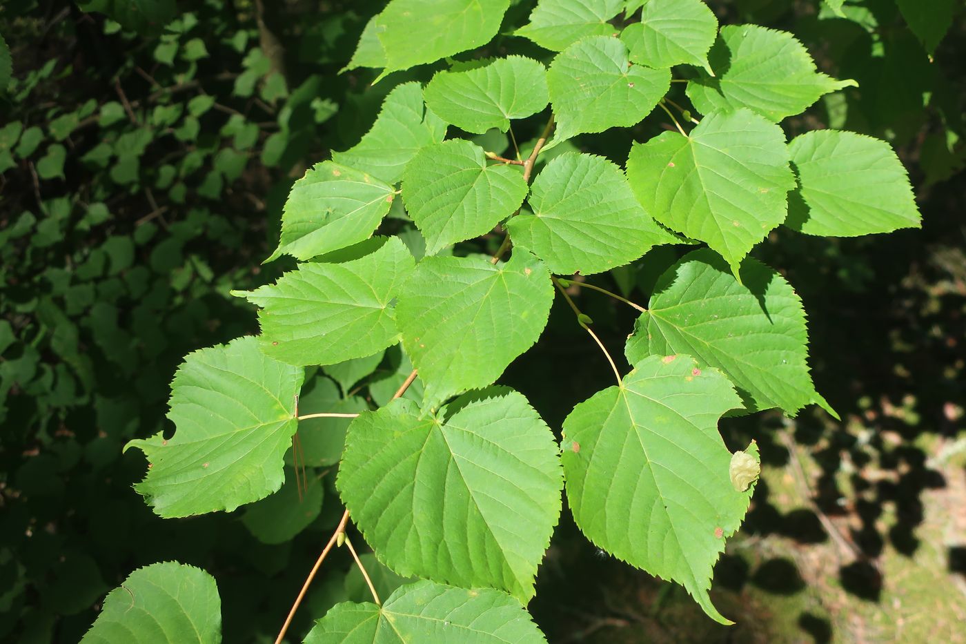 Image of Tilia cordata specimen.