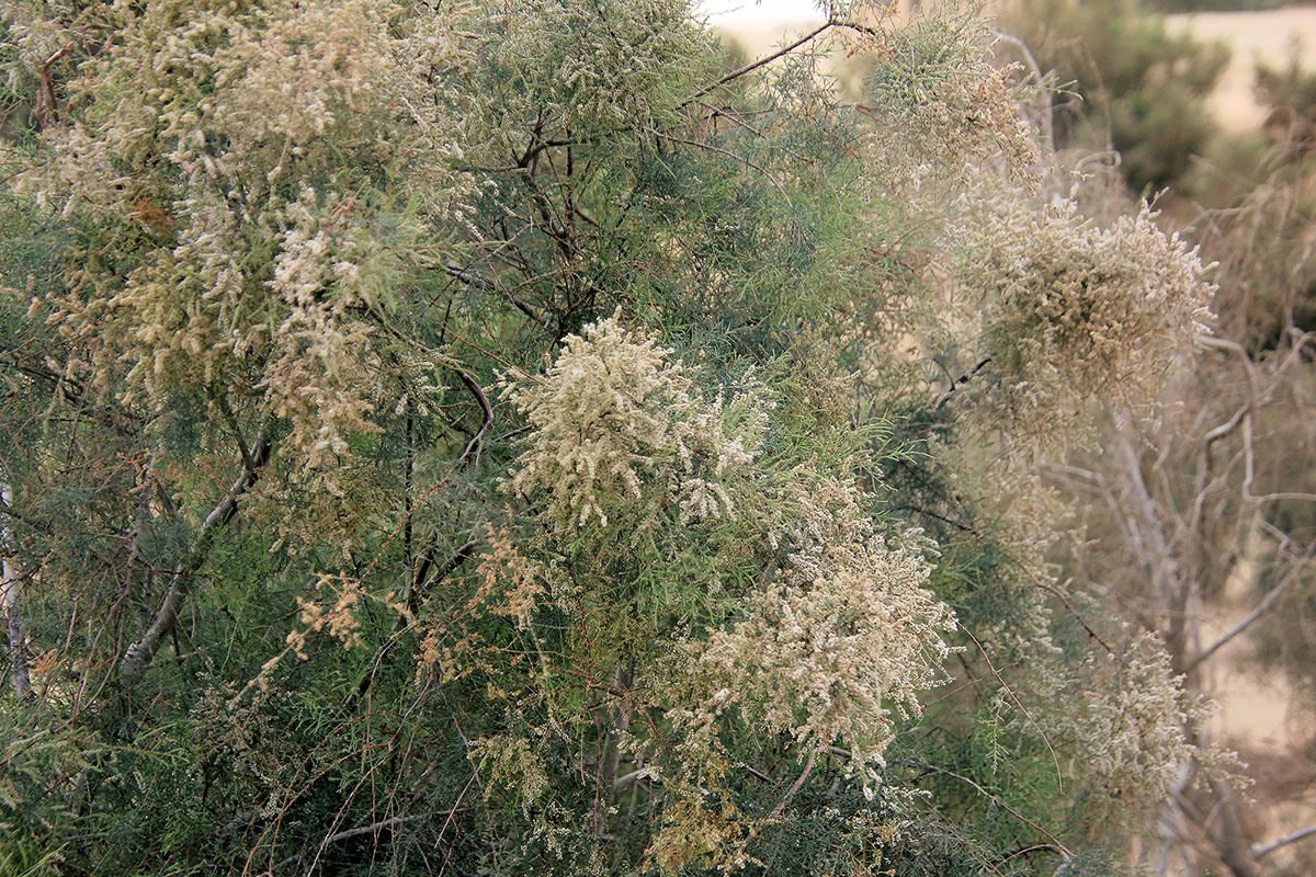 Image of genus Tamarix specimen.