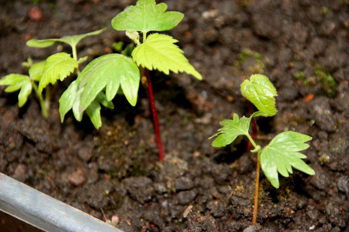 Image of Tilia platyphyllos specimen.