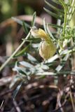 Astragalus krauseanus. Цветок. Южный Казахстан, подгорная степь в 1.5 км восточнее пос. Амангельды. 29.06.2010.