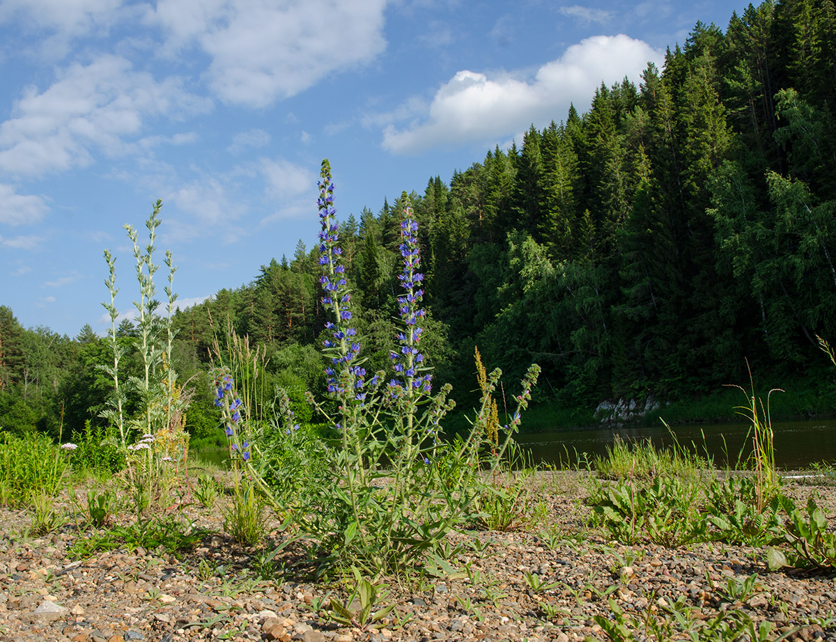 Изображение особи Echium vulgare.