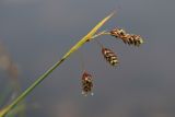 Carex paupercula. Верхушка побега с соплодиями. Мурманская обл., Кольский р-н, ур. Могильный Ров, верхняя часть склона ущелья, берёзовая лишайниково-кустарничковая лесотундра, замшелый каменистый берег озерка. 29.07.2022.