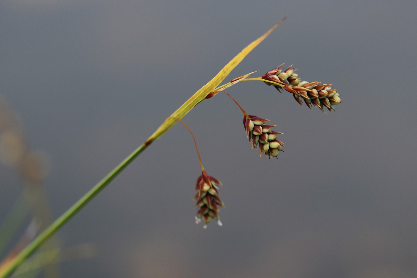 Изображение особи Carex paupercula.