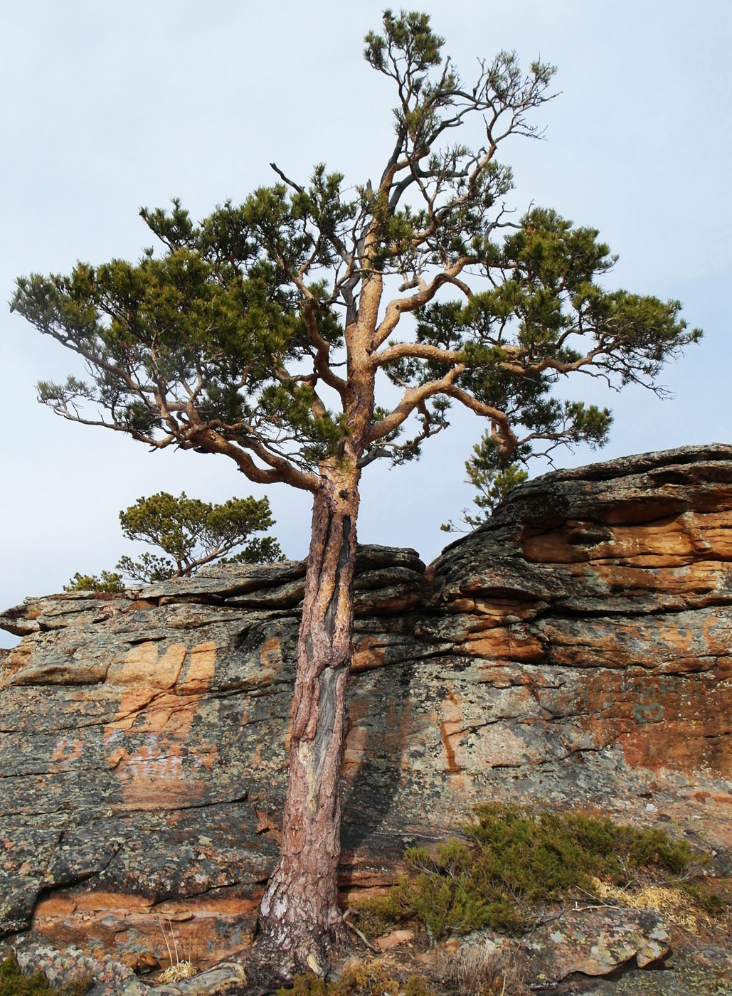 Изображение особи Pinus sylvestris.