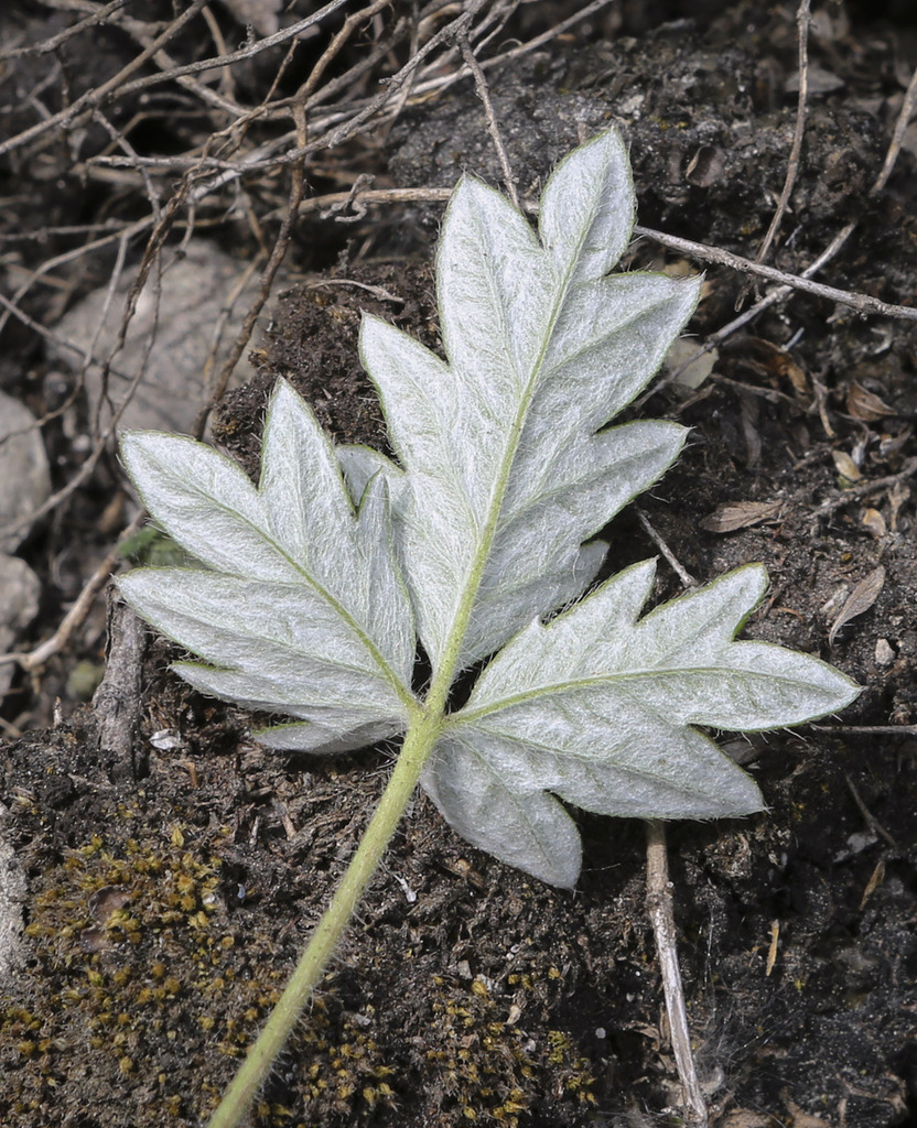 Image of Potentilla kuznetzowii specimen.