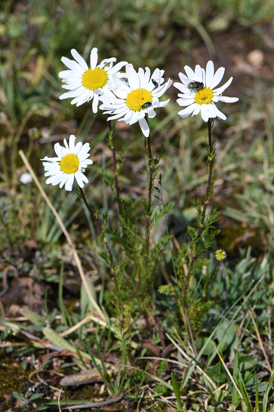 Изображение особи Pyrethrum karelinii.