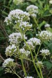 Valeriana sambucifolia. Соцветия. Мурманская обл., Кольский р-н, окр. с. Териберка, природный парк «Териберка», сев. побережье Секретарского оз., граница прибрежного ивняка и олуговелой вороничной приморской тундры. 04.08.2022.