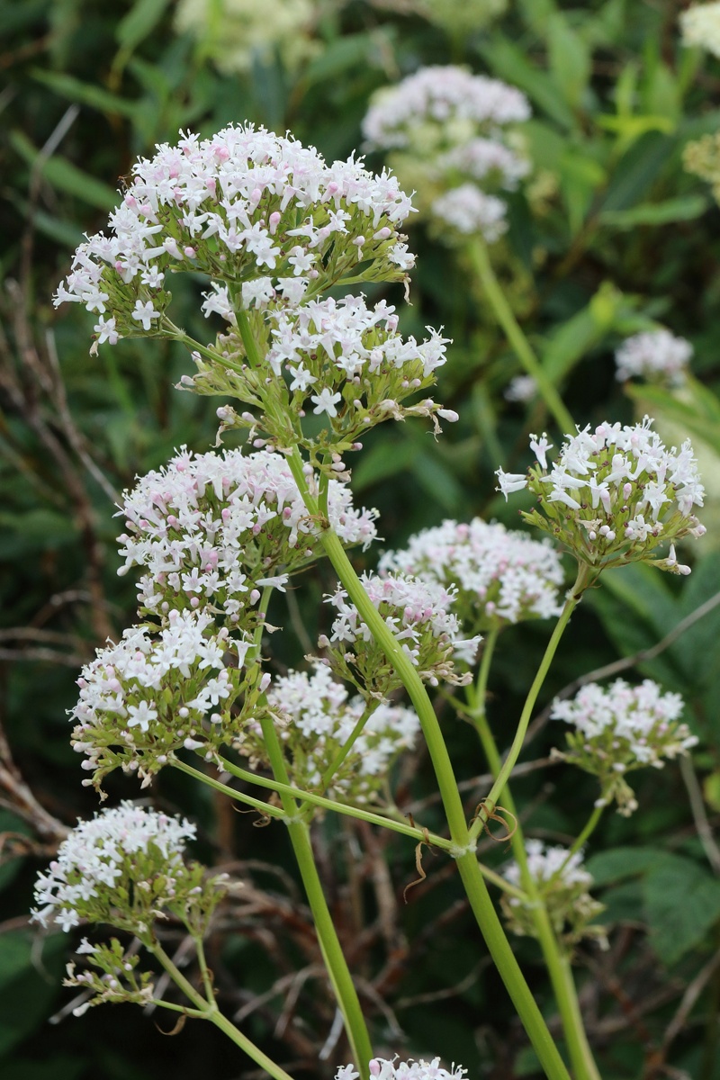 Image of Valeriana sambucifolia specimen.