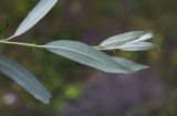 genus Salix. Верхушка побега (видна абаксиальная поверхность листа). Республика Ингушетия, Джейрахский р-н, ур. Нижний Кяхк. 22 июня 2022 г.