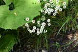 Pyrethrum parthenifolium. Соцветия. Республика Адыгея, правый борт ручья Берёзовый, поляна перед штольней № 3. 31 июля 2022 г.