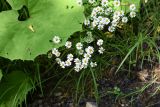 Pyrethrum parthenifolium