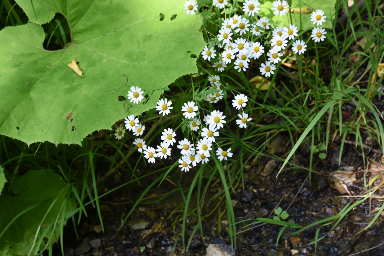 Изображение особи Pyrethrum parthenifolium.