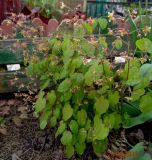 Epimedium alpinum