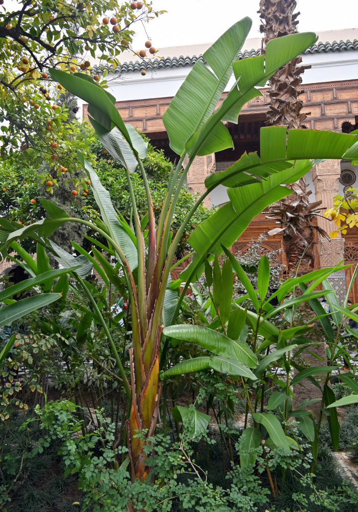 Image of Strelitzia nicolai specimen.