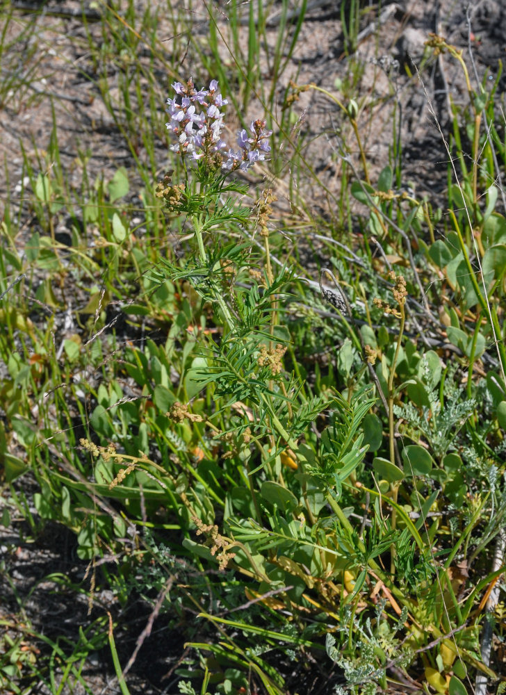 Image of Astragalus sulcatus specimen.