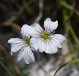 Gypsophila tenuifolia. Цветки. Республика Ингушетия, Джейрахский р-н, окр. альплагеря \"Кязи\", выс. 2000 м н.у.м, на камне. 23 июля 2022 г.