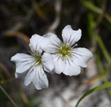 Gypsophila tenuifolia