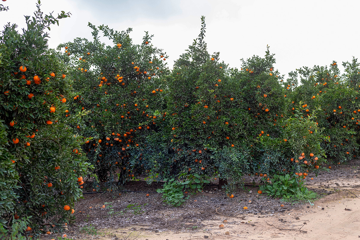 Изображение особи Citrus reticulata.