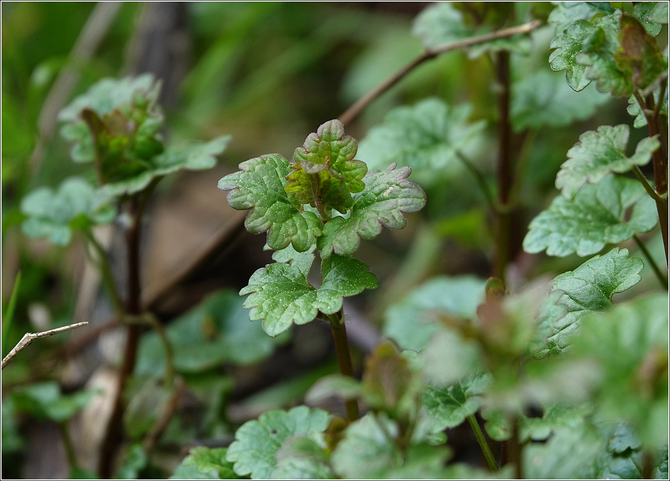 Изображение особи Glechoma hederacea.