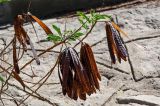 Leucaena leucocephala. Верхушка ветви с соплодиями. Египет, мухафаза Асуан, г. Асуан, в культуре. 03.05.2023.