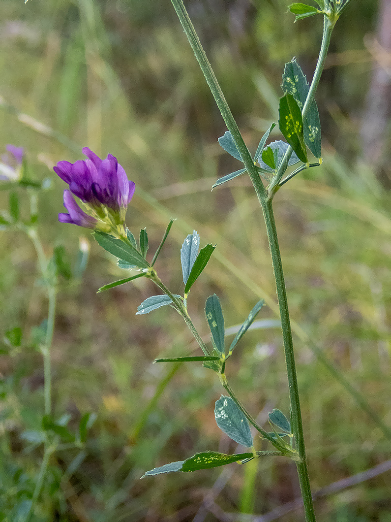 Изображение особи Medicago sativa.