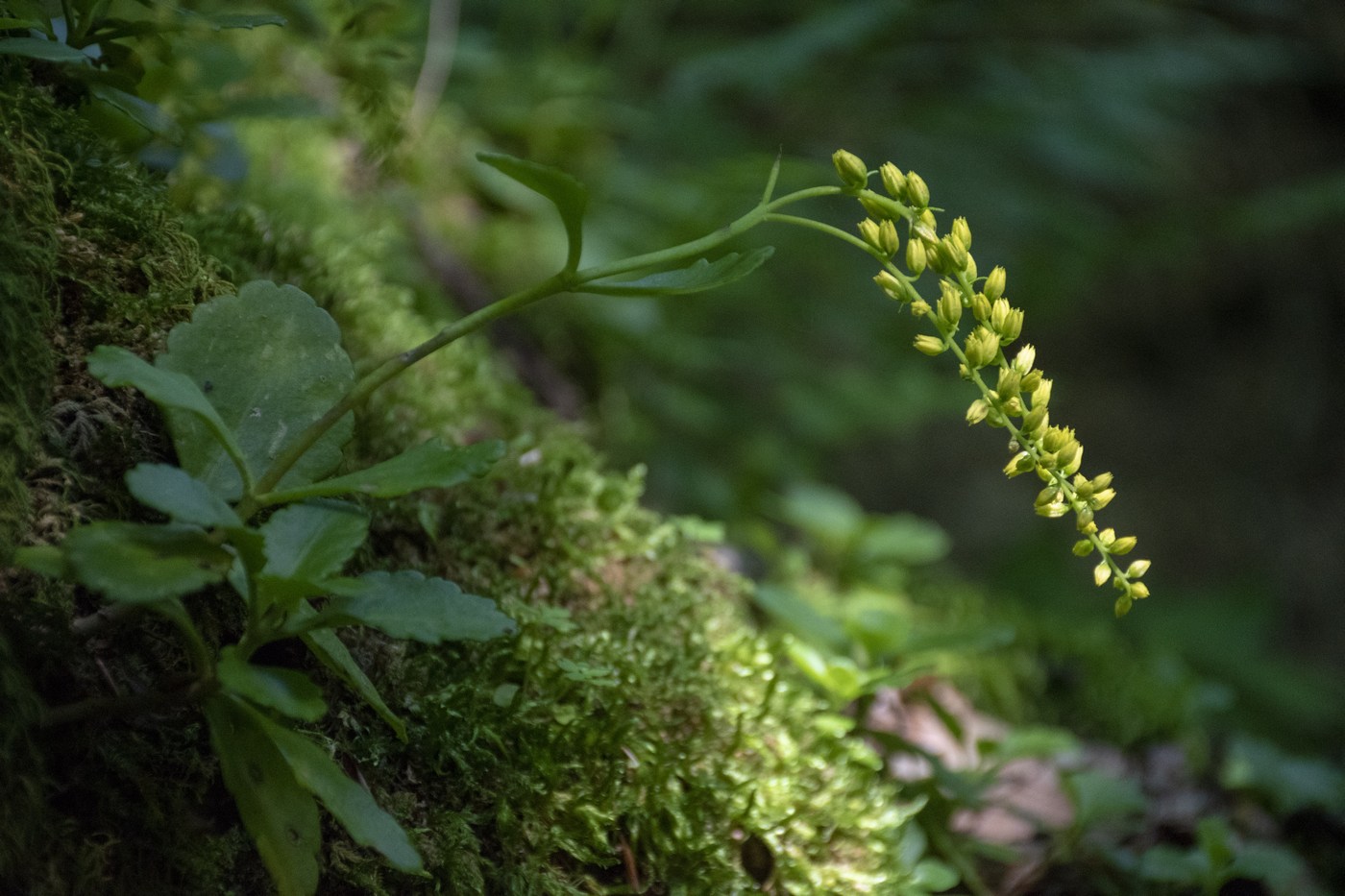 Изображение особи Chiastophyllum oppositifolium.