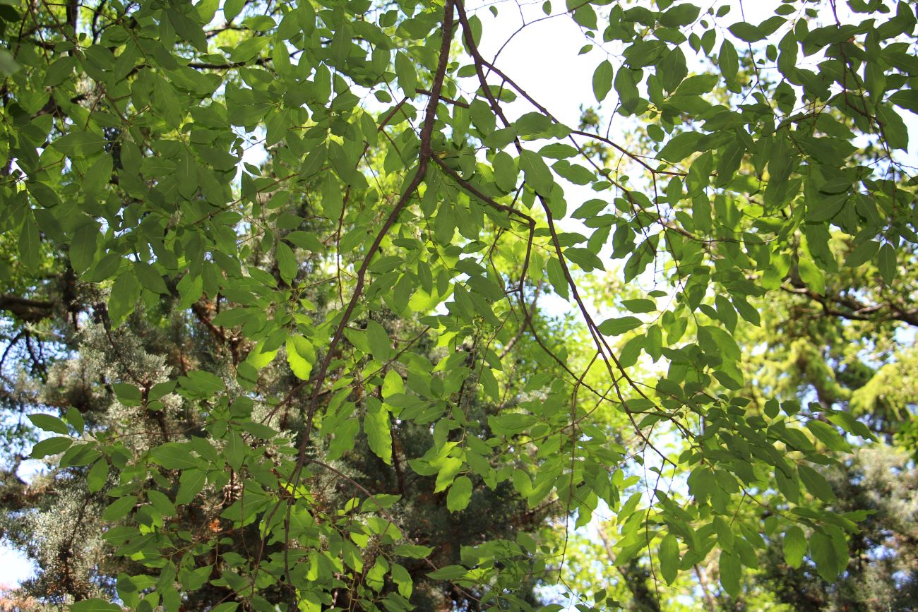 Image of genus Diospyros specimen.