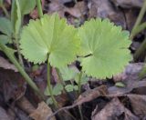 Ranunculus auricomus