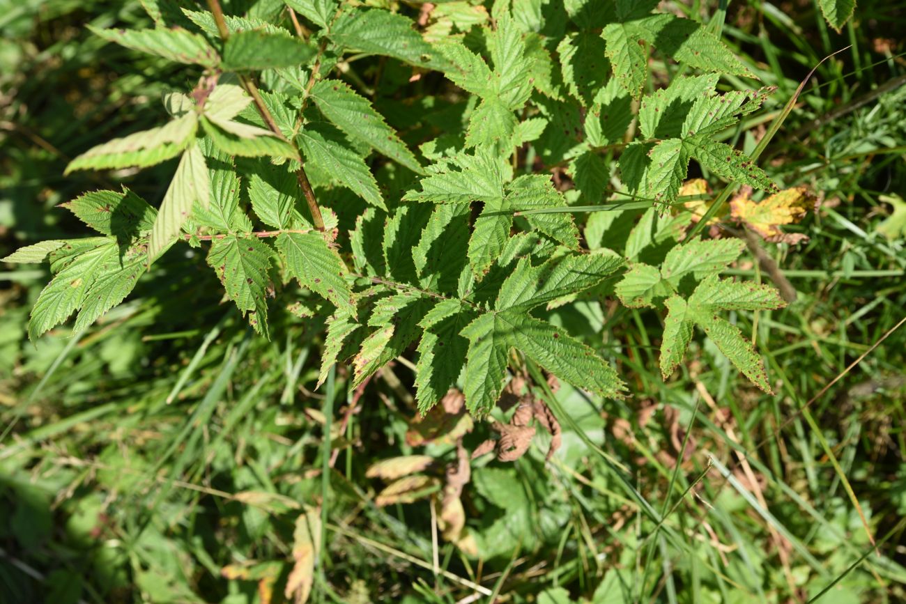 Image of Filipendula ulmaria specimen.