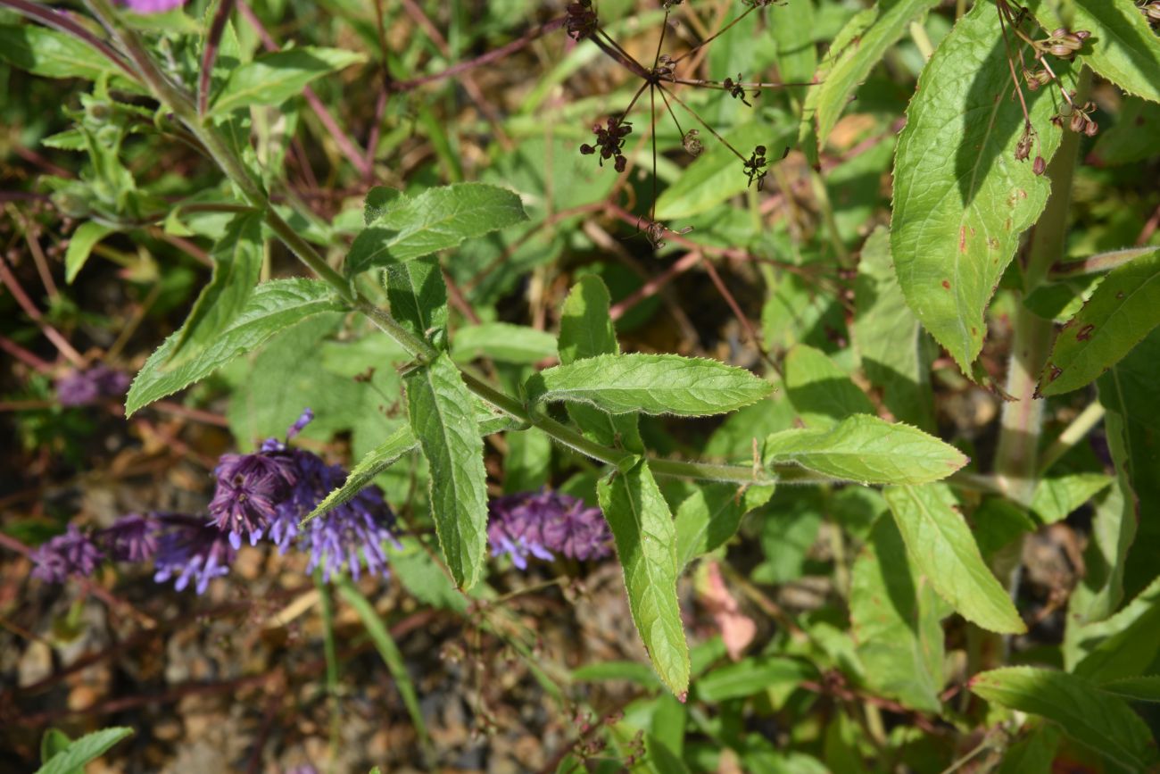 Изображение особи Epilobium hirsutum.