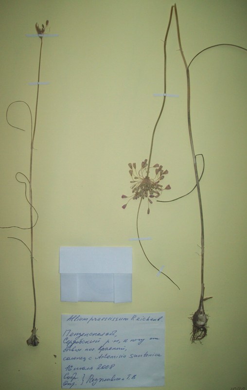 Image of Allium praescissum specimen.